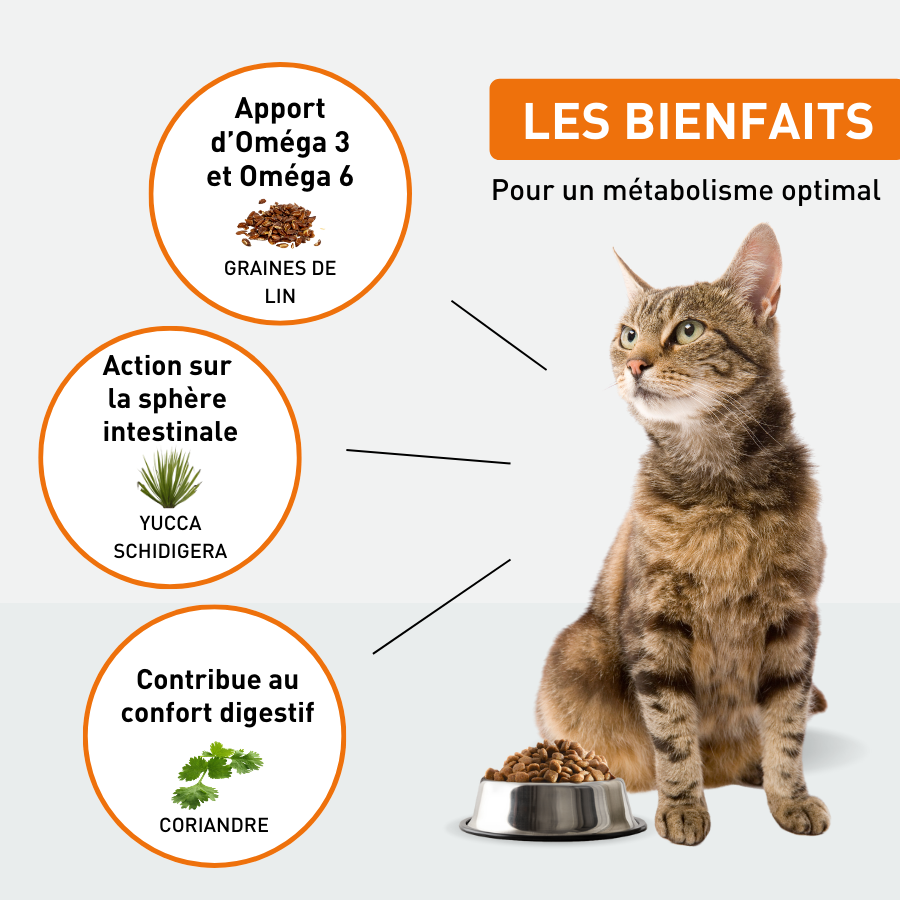 Croquettes Chat spécial adulte - 1kg