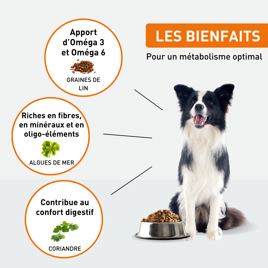 Croquettes chien adulte - 2.5kg