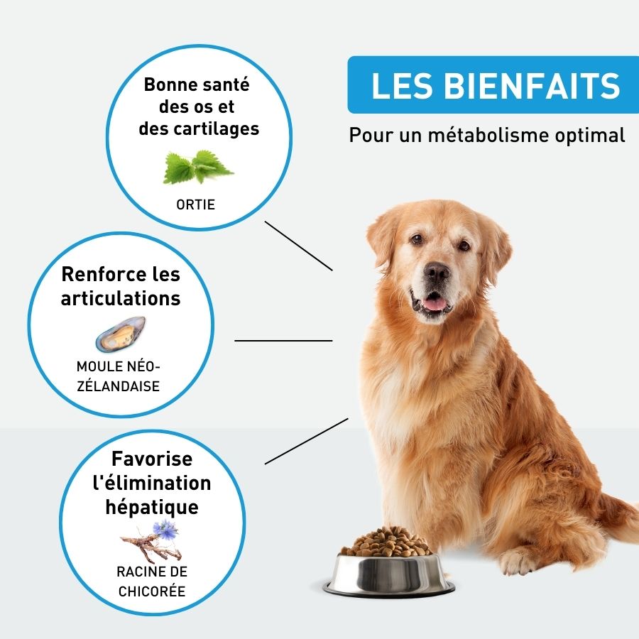 Croquettes grand chien articulation ou sénior - 4kg