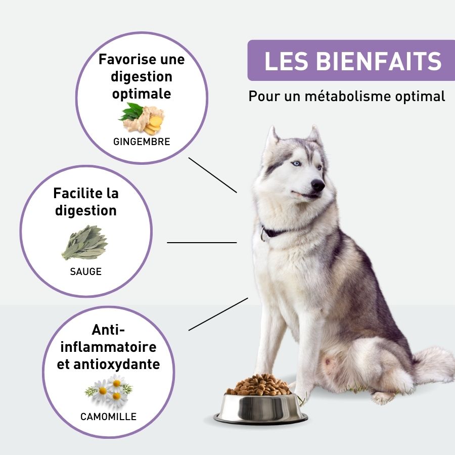 Croquettes grand chien digestion ou hypoallergénique - 4kg