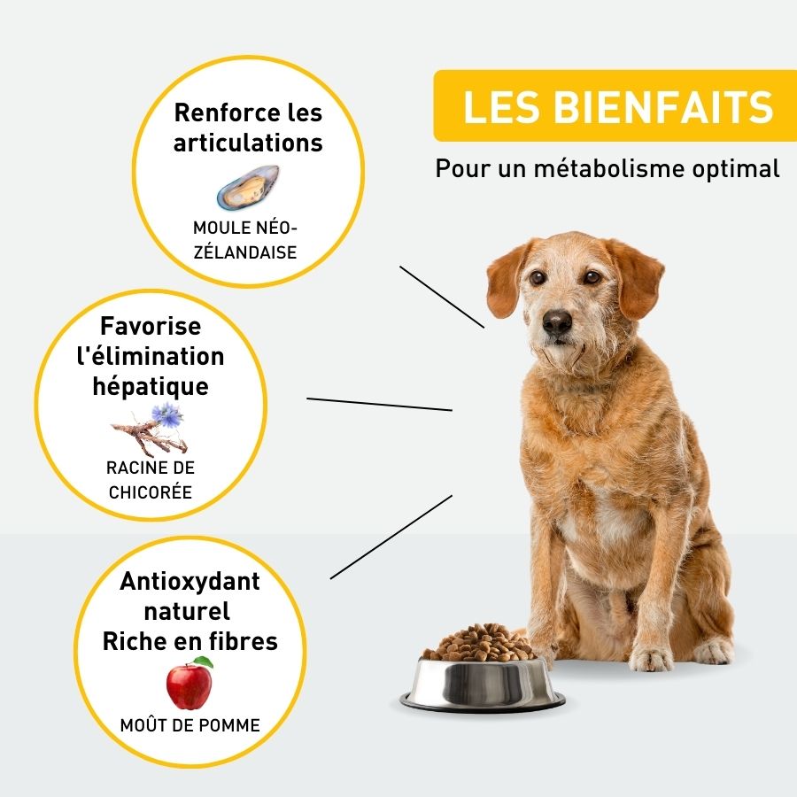 Croquettes chien spécial sénior - 2.5kg