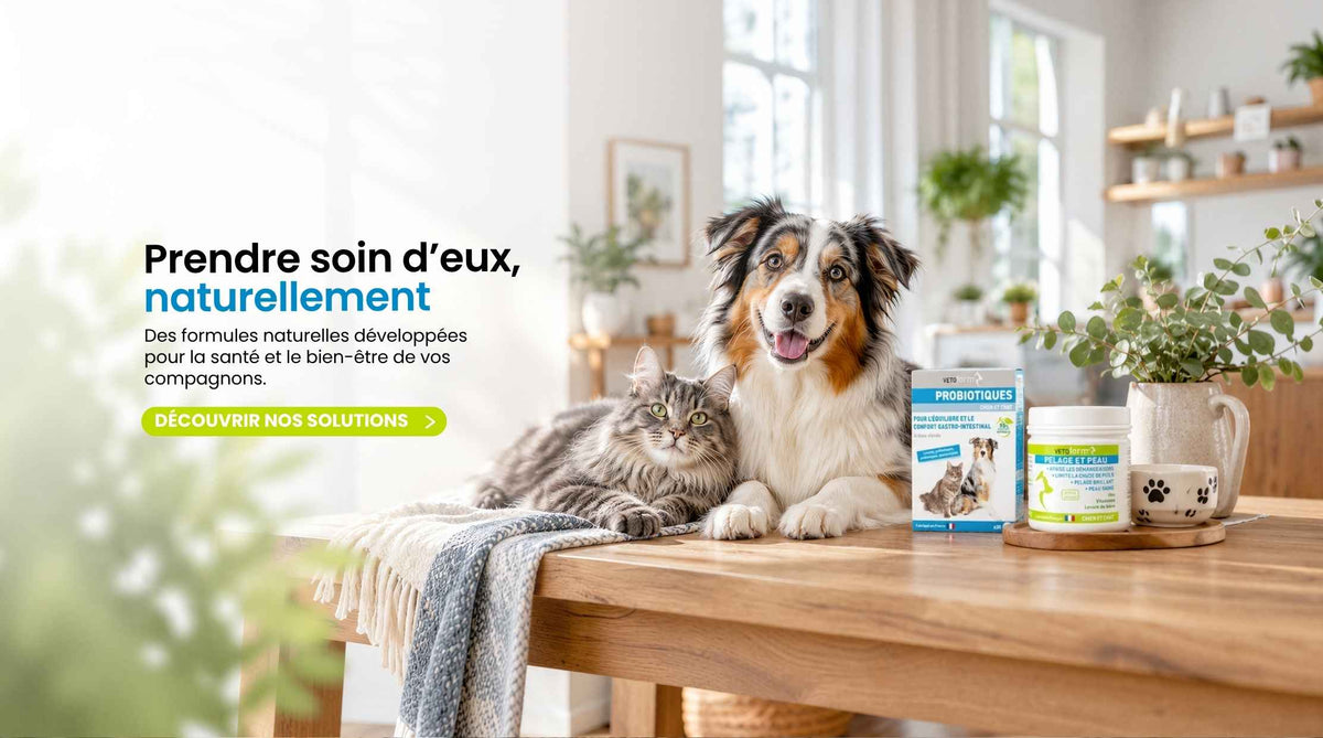Bannière promotionnelle