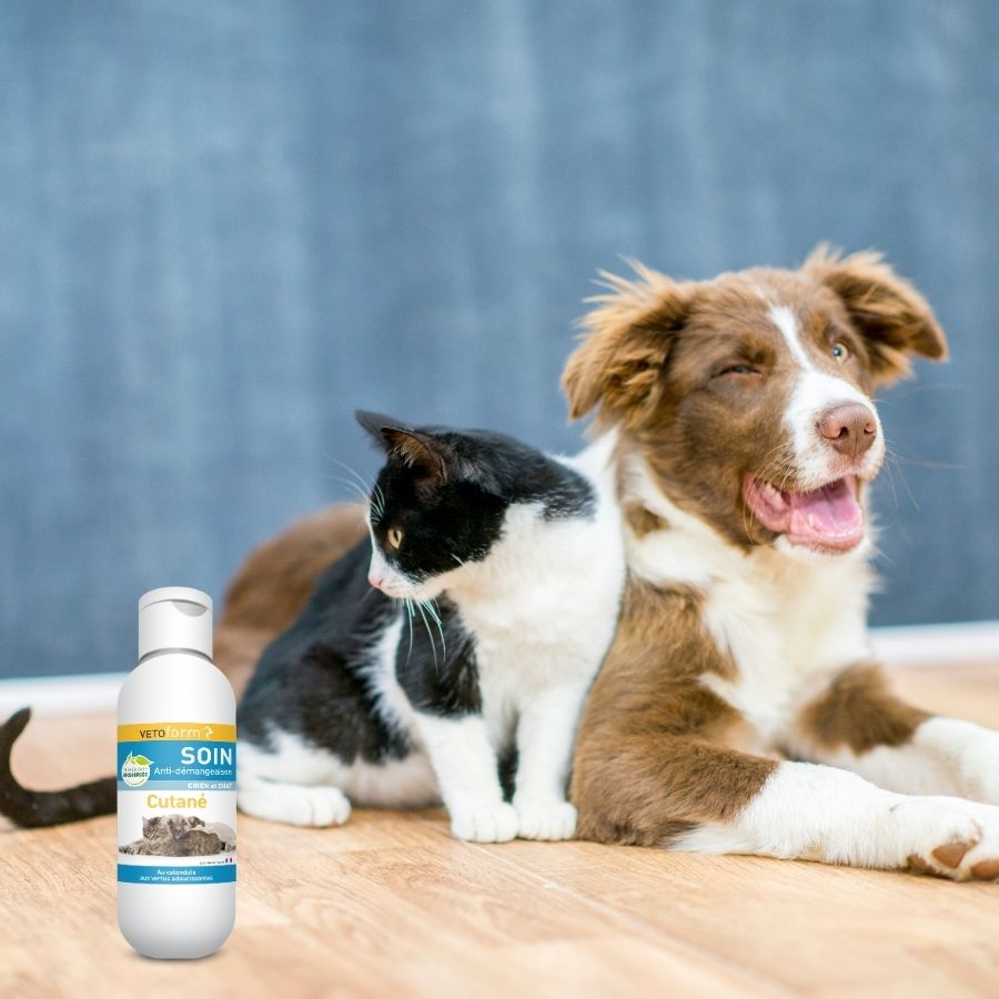 Les meilleures ventes: Les articles les plus populaires dans la  boutique Solutions antidémangeaisons pour chiens